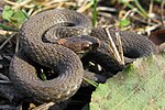 Redbelly Snake - Storeria occipitomaculata occipitomaculata.jpg