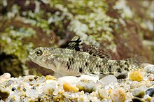 Redigobius bikolanus (Yaizu ، Shizuoka ، ژاپن ، 2007) .jpg