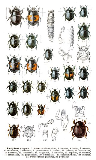 <span class="mw-page-title-main">Histeridae</span> Family of beetles