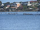 Remnants of the Convict Fence in the Canning River, June 2021 04.jpg