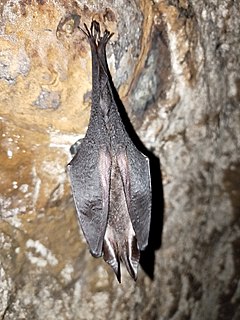 Formosan woolly horseshoe bat Species of bat