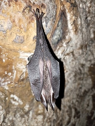 <span class="mw-page-title-main">Formosan woolly horseshoe bat</span> Species of bat