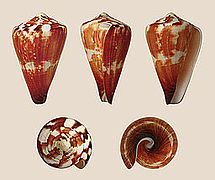 Conus vexillum (Flag Cone), Shell