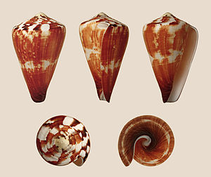 Housing of the Conus vexillum