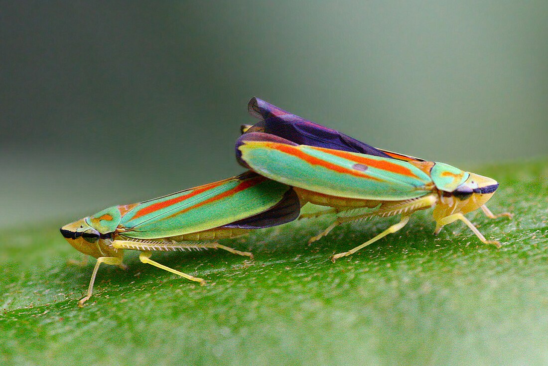 Cicadomorpha