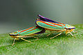 Rhododendron leafhoppers mating