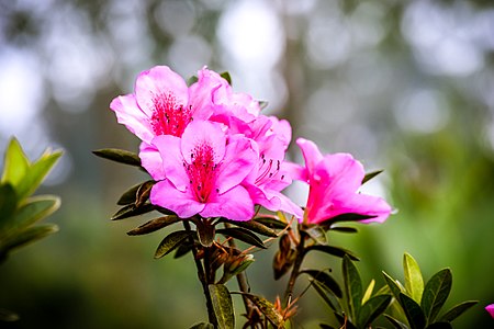 Rhododendron is a genus of 1,024 species of woody plants in the heath family (Ericaceae).