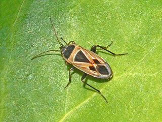 <i>Xanthochilus saturnius</i> species of insect