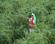 Wolfberry harvest celebration. Rich Nature Wolfberry Farm1 7-06.jpg