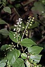 Rivina humilis (Phytolaccaceae) (27571370347).jpg