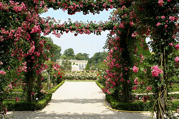 The climber 'American Pillar', trained over a pergola