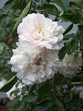 Rosa White Dorothy.jpg