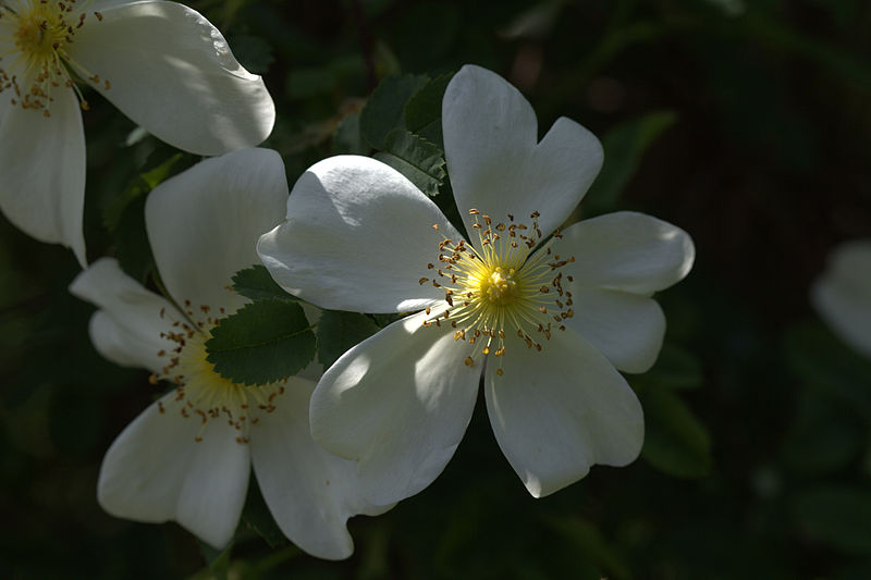 File:Rosa pimpinellifolia var. altaica 01.jpg