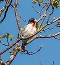 Thumbnail for File:Rose-breasted grosbeak (62257).jpg