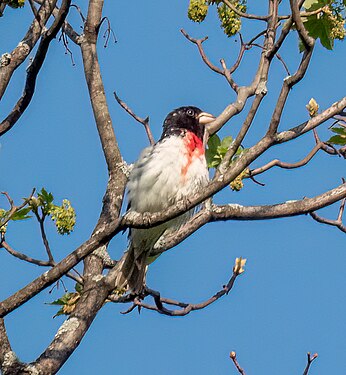 Rose-breasted grosbeak in Prospect