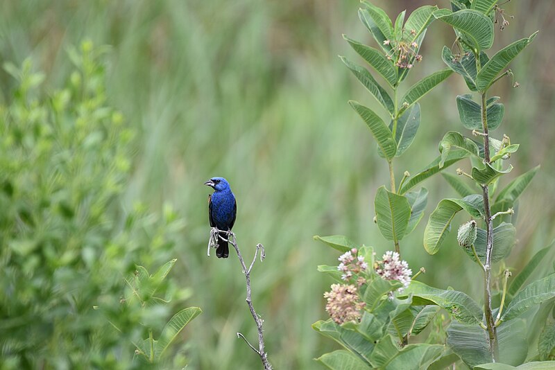 File:Rose-breasted grosbeak birding bombay hook 7.5.18 DSC 0374.jpg