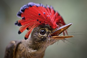 Amazonian Royal Flycatcher (Onychorhynchus coronatus) Royal-Flycatcher - TA.jpg