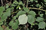 Rubus armeniacus kz06.jpg