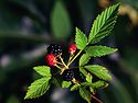 Rubus flagellaris UGA1120430.jpg