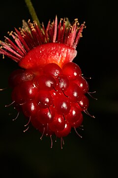 Rubus spectabilis 1565.JPG