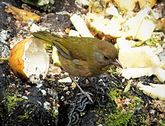 Rufous-naped Bellbird. Aleadryas rufinucha (48826901777).jpg