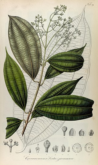 <i>Cinnamomum javanicum</i> Species of tree