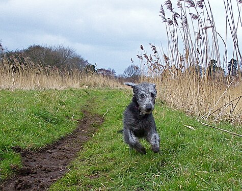 Running dog with ears flying. Bedlington
