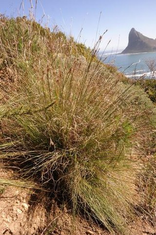 <i>Schoenus graminifolius</i> Species of grass-like plant