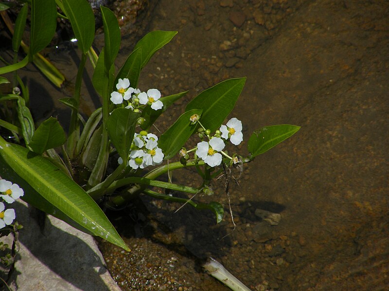 File:Sagittaria graminea 7th Brigade Park, Chermside DSCF3124.jpg