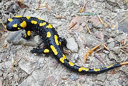 Salamandra salamandra BM3