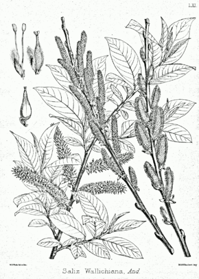 Salix wallichiana Bra61.png görüntüsünün açıklaması.