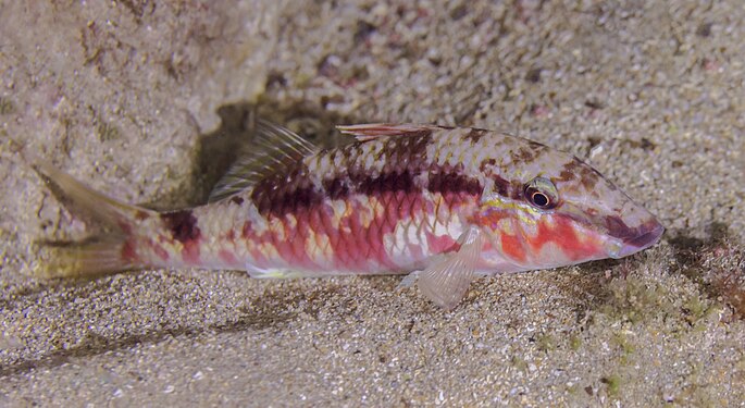 Red mullet (Mullus barbatus), Cynthiana, Paphos, Cyprus