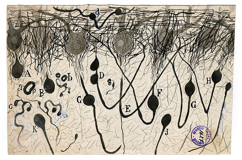 File:Santiago Ramon y Cajal nerve cells in the brain.jpg