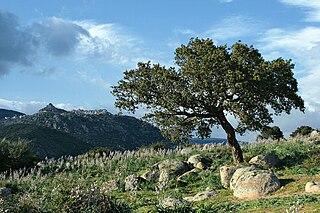 Orune Comune in Sardinia, Italy