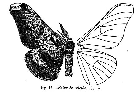 Saturnia zuleika