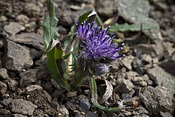 Saussurea angustifolia