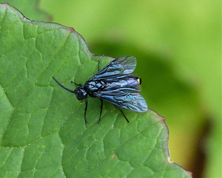 File:Sawfly Arge berberis? (35372953823).jpg