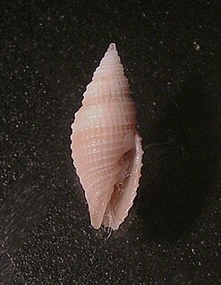 <i>Scabricola padangensis</i> Species of gastropod