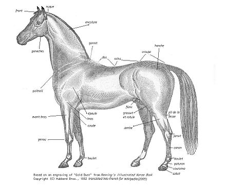 Schéma des parties externes du cheval.