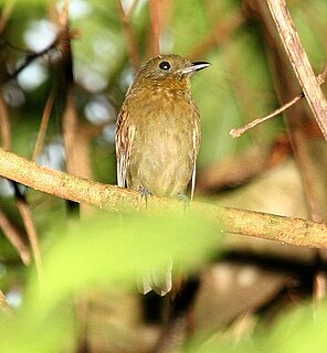 Northern schiffornis species of bird