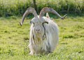 * Nomination Schokland, The Netherlands: A goat (Capra aegagrus hircus) in Middelbuurt --Cccefalon 06:36, 3 October 2015 (UTC) * Promotion High quality.--ArildV 07:00, 3 October 2015 (UTC)