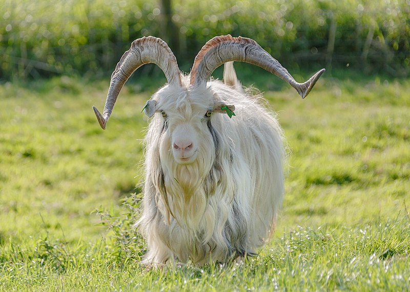 File:Schokland Netherlands Goat-in-Middlebuurt-02.jpg