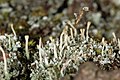 Deutsch: Flechte (cf. Cladonia spec.) English: Lichen