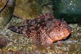 Scorpaena notata (Small red scorpionfish)