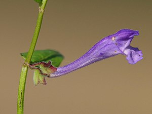 Scutellaria hastifolia.jpeg