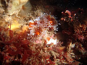 Sea anemones in tide pools.jpg