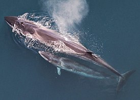 Sei whale mother and calf Christin Khan NOAA(1).jpg