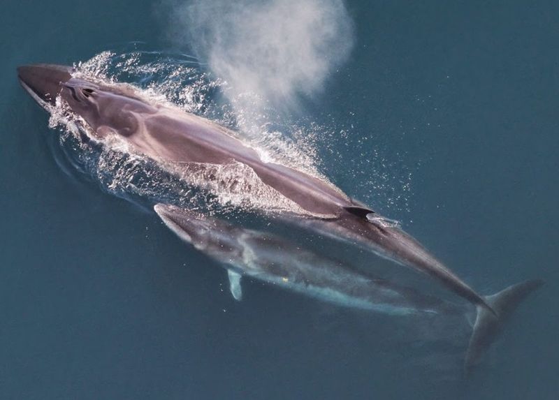 File:Sei whale mother and calf Christin Khan NOAA(1).jpg