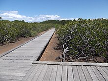 Sentier de découverte de la mangrove dans le quartier de Ouémo