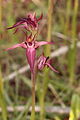 Serapias strictiflora Portugal - Algarve